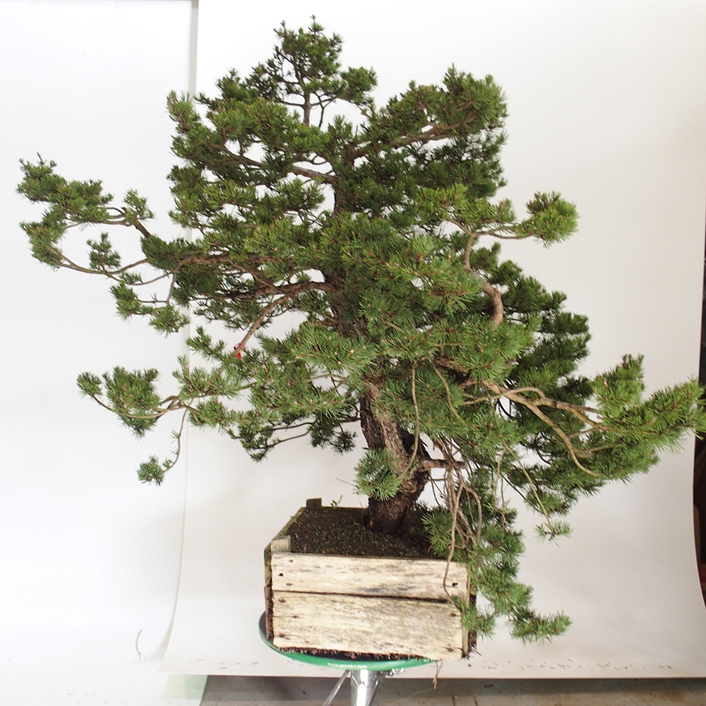 Yamadori - Pinus sylvestris Spagna