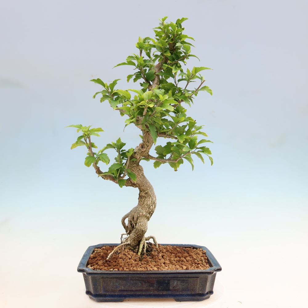 Bonsai da esterno - Hibiscus syriacus - Ibisco siriano