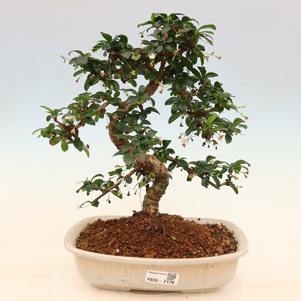 Camera bonsai - Carmona macrophylla - Tea fuki