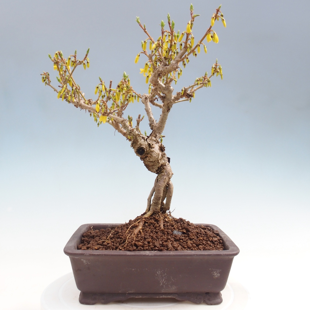 Bonsai da esterno - Zlatice - Forsythia koreana
