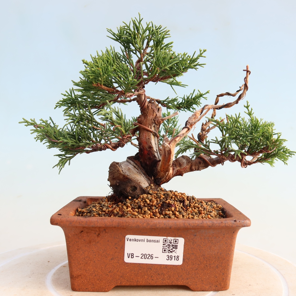Bonsai da esterno - Juniperus chinensis Itoigawa