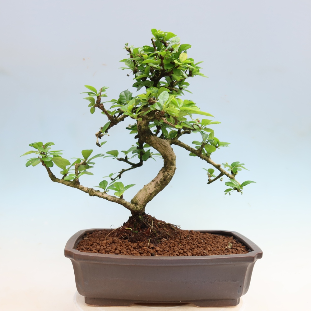 Camera bonsai - Carmona macrophylla - Tea fuki