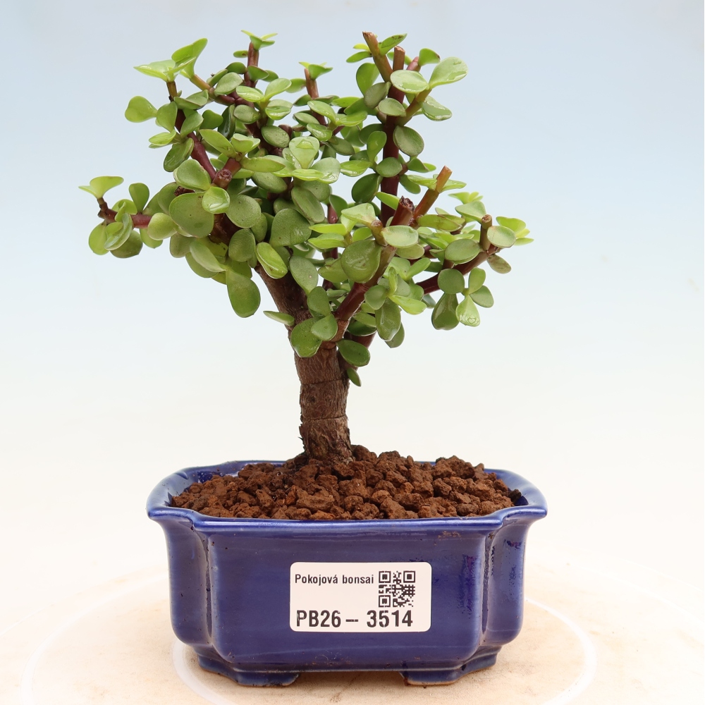 Camera bonsai - Portulakaria Afra - Tlustice