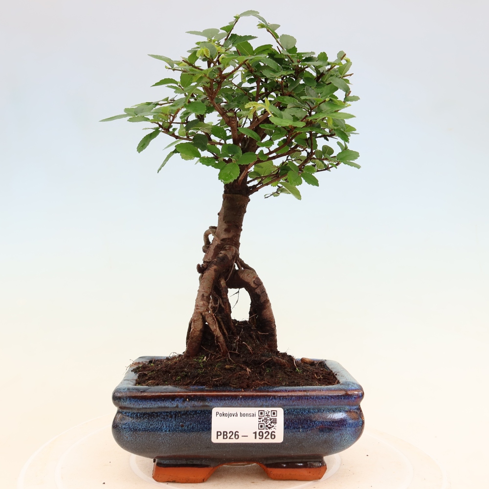 Camera bonsai - Ulmus parvifolia - Olmo a foglie piccole