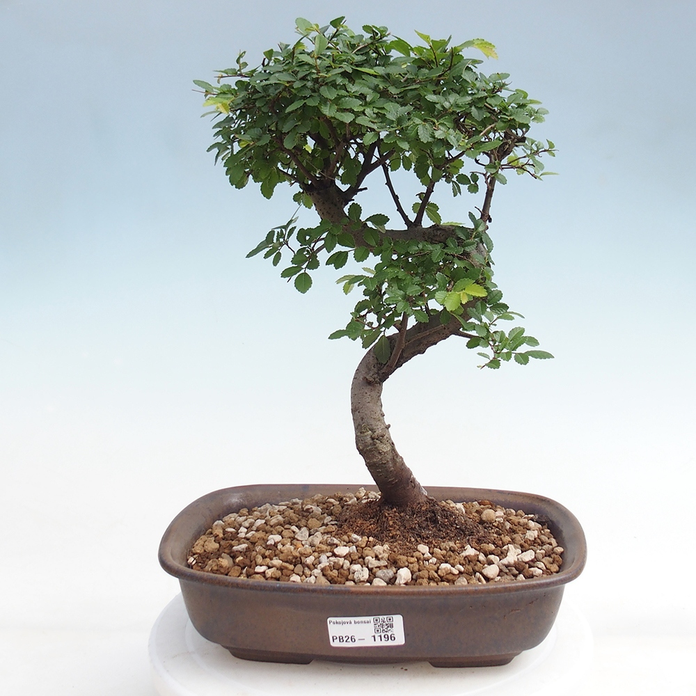 Camera bonsai - Ulmus parvifolia - Olmo a foglie piccole