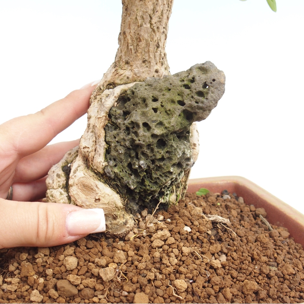 Bonsai da esterno - Berberis coreana