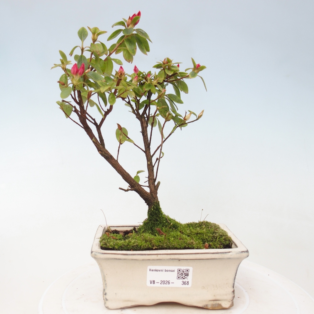 Bonsai da esterno - Azalea giapponese - Azalea sp.
