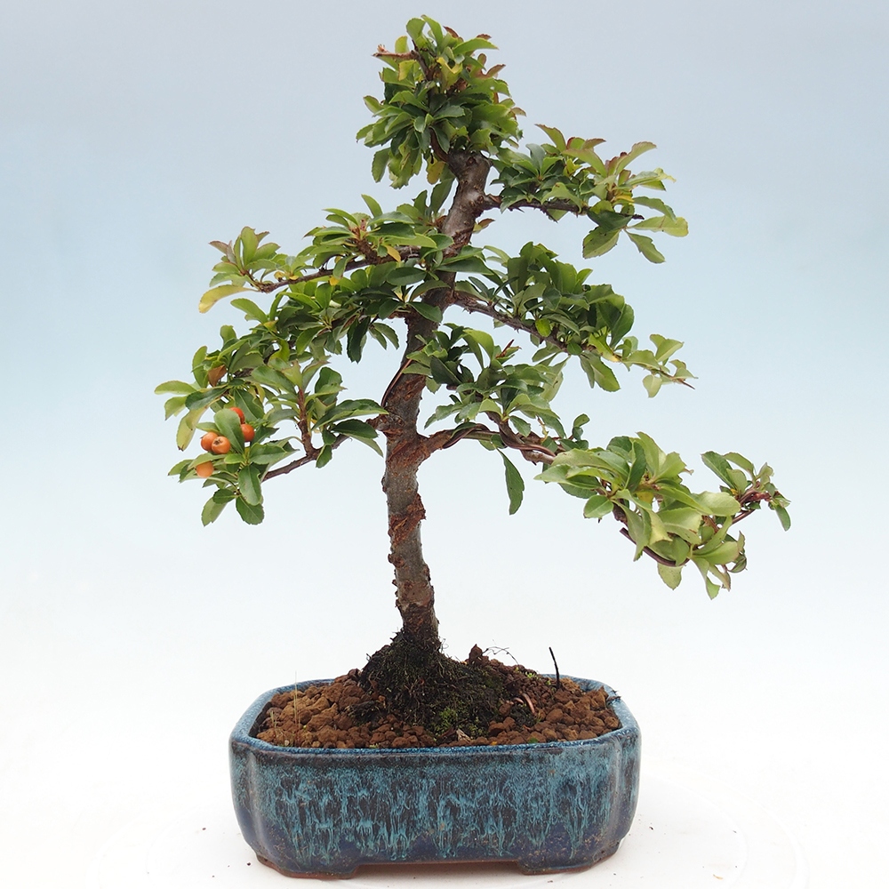 Bonsai da esterno-Pyracantha Teton -Hlox