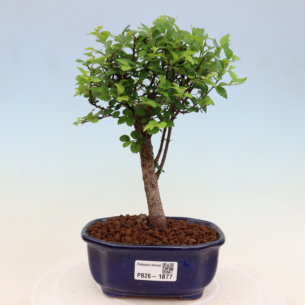 Camera bonsai - Ulmus parvifolia - Olmo a foglie piccole