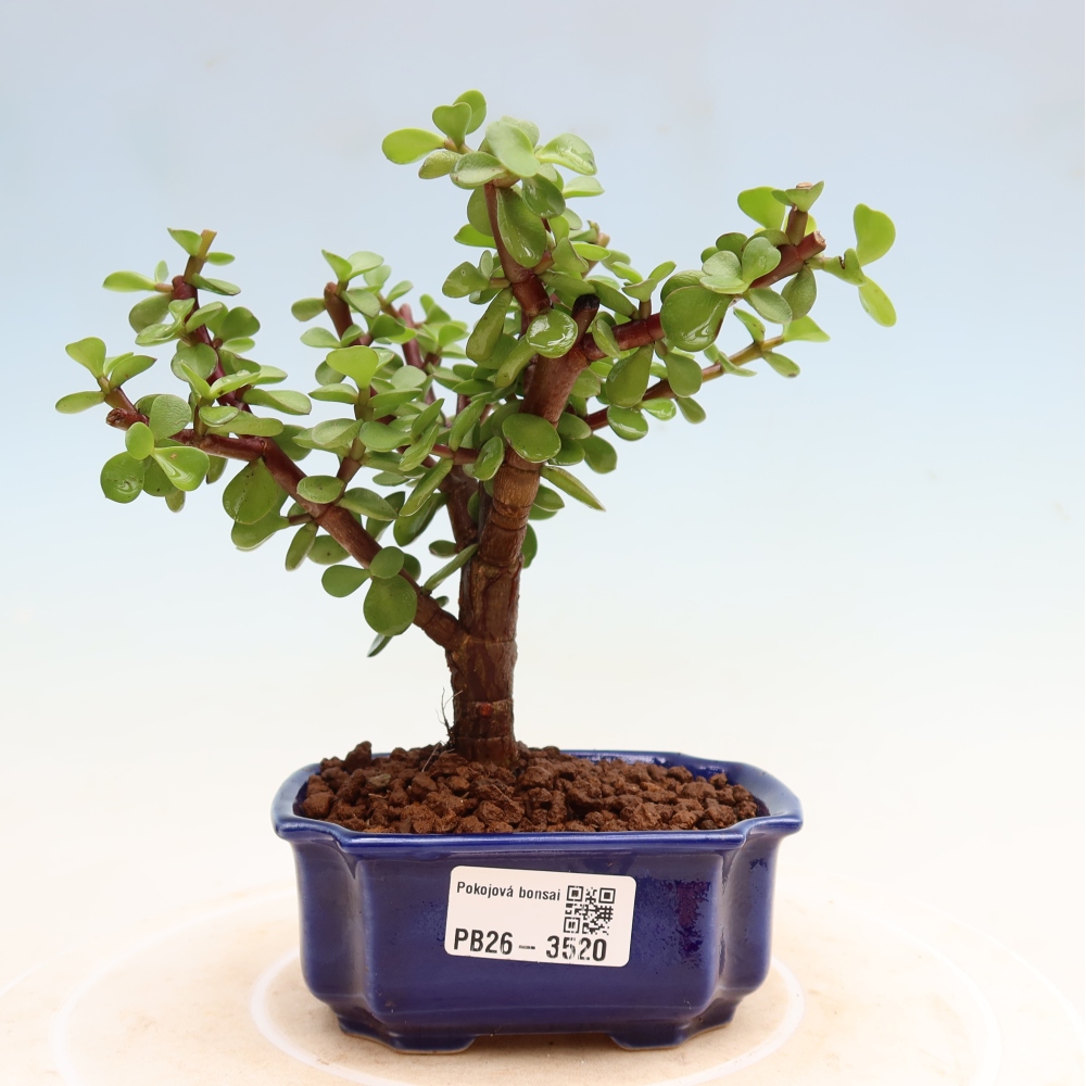 Camera bonsai - Portulakaria Afra - Tlustice