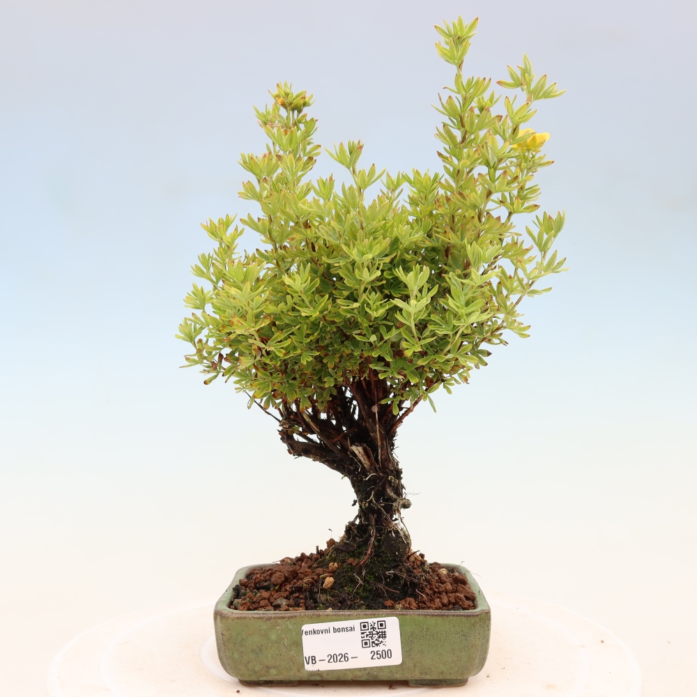 Bonsai da esterno - Potentila fruticosa