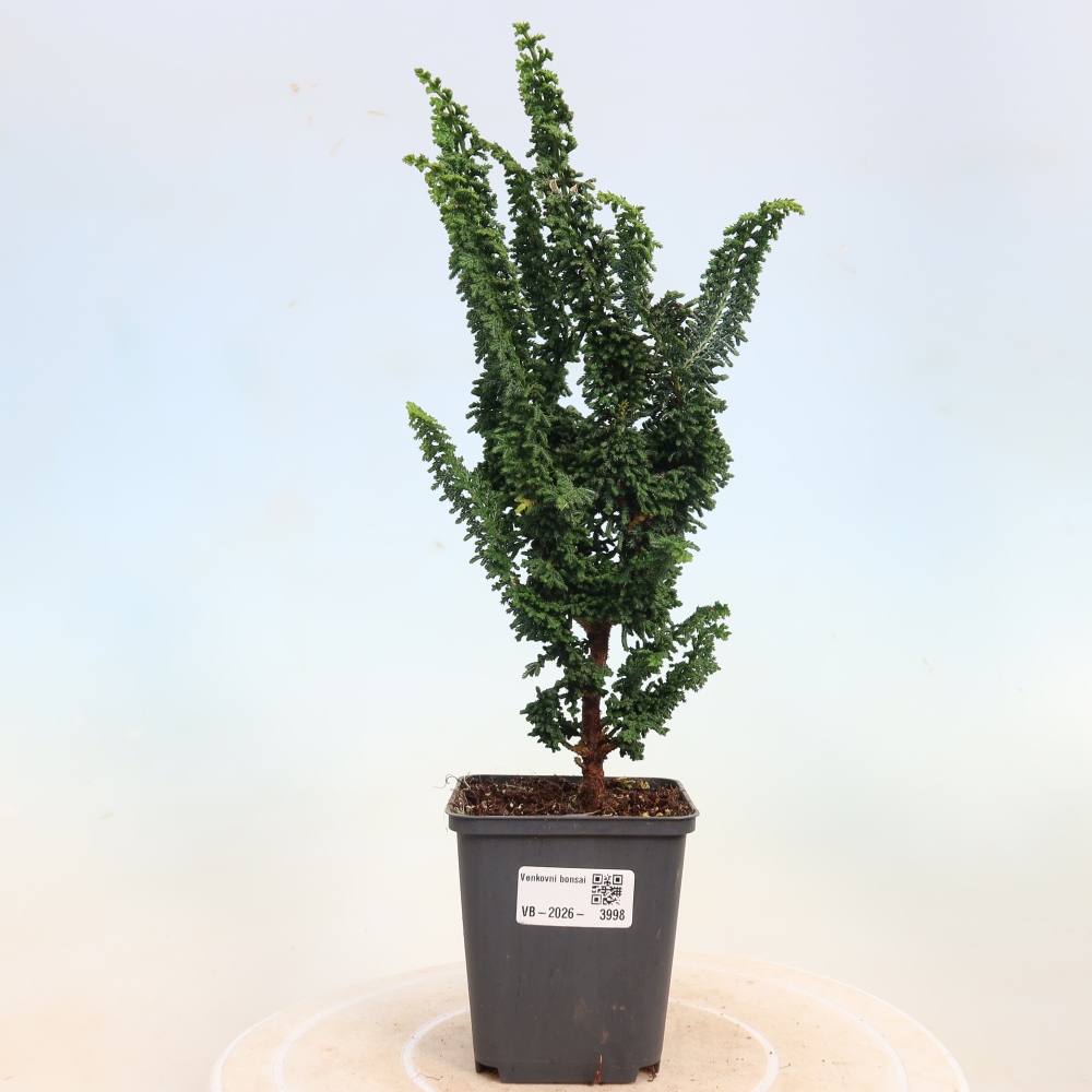 Bonsai da esterno - Cham. obtusa SEKKA HINOKI - Cipresso