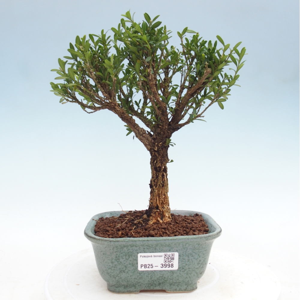 Camera bonsai - Buxus harlandii - buxus da sughero