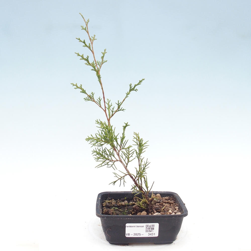 Bonsai da esterno - Juniperus chinensis Itoigawa
