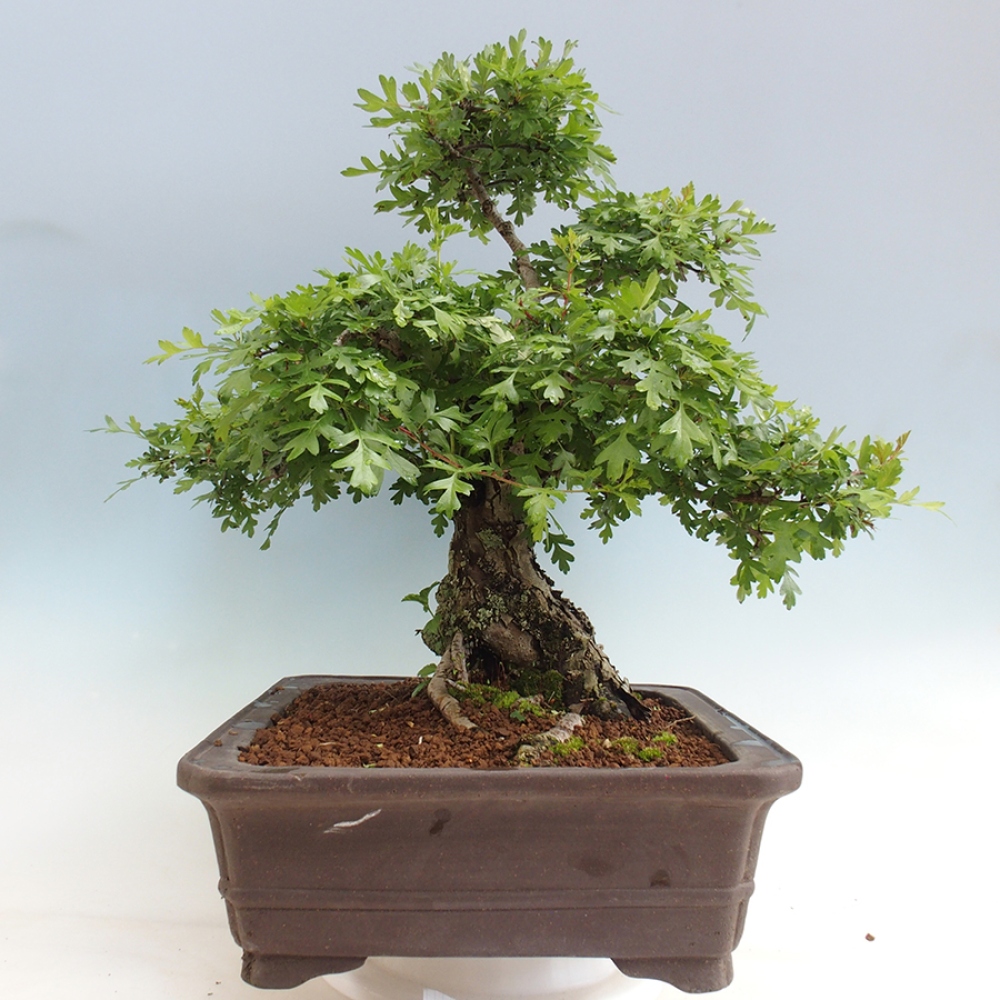 Bonsai da esterno - Biancospino - Crataegus monogyna