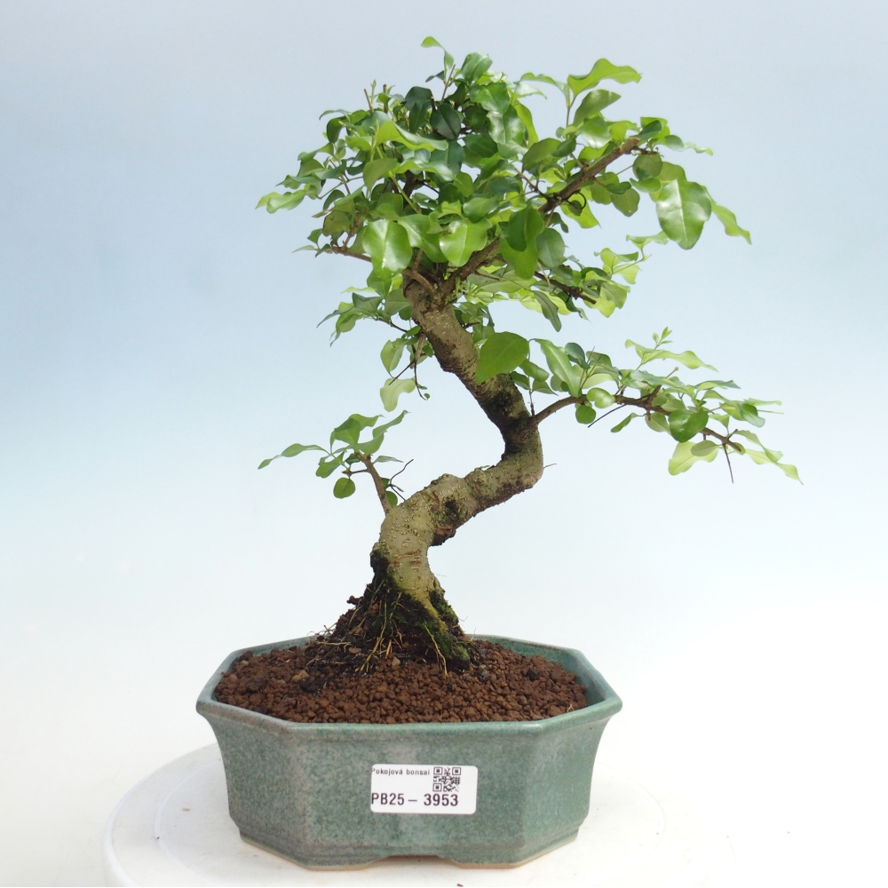 Camera bonsai -Ligustrum chinensis - Becco d'uccello