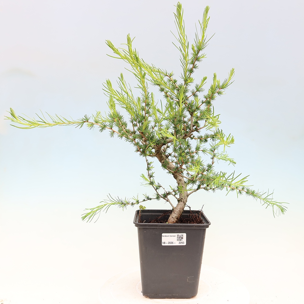 Bonsai da esterno -Larix decidua - Larice
