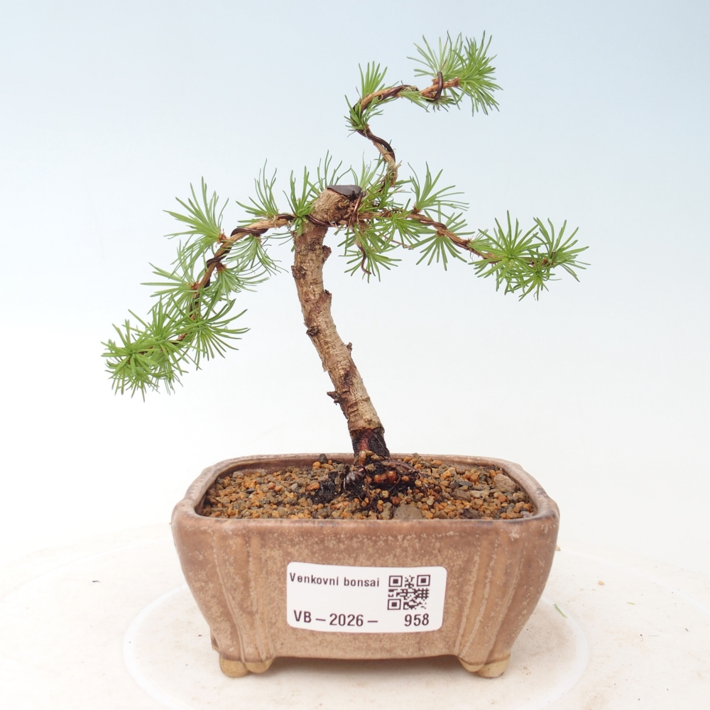 Bonsai da esterno - Larix Kaempferi - Larice giapponese