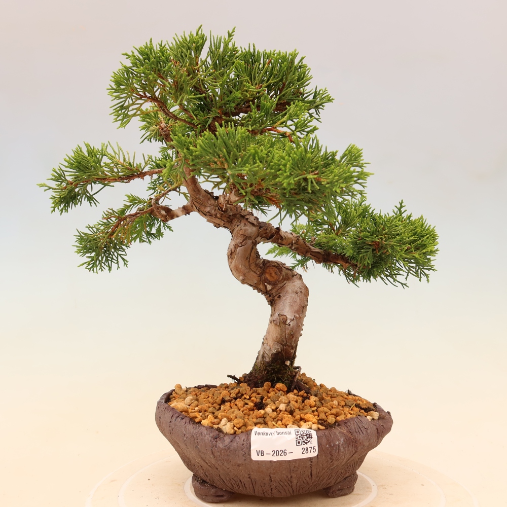 Bonsai da esterno - Juniperus chinensis Itoigawa