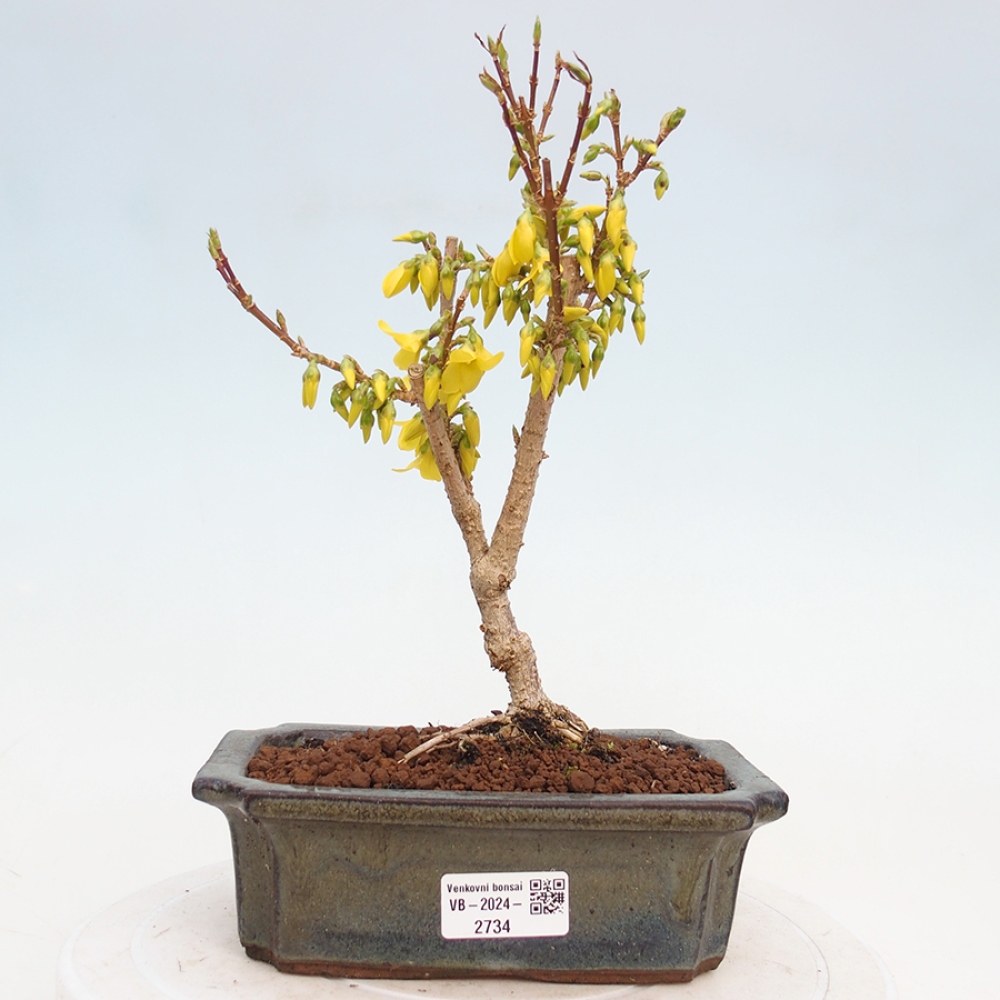 Bonsai da esterno - Zlatice - Forsythia intermedia