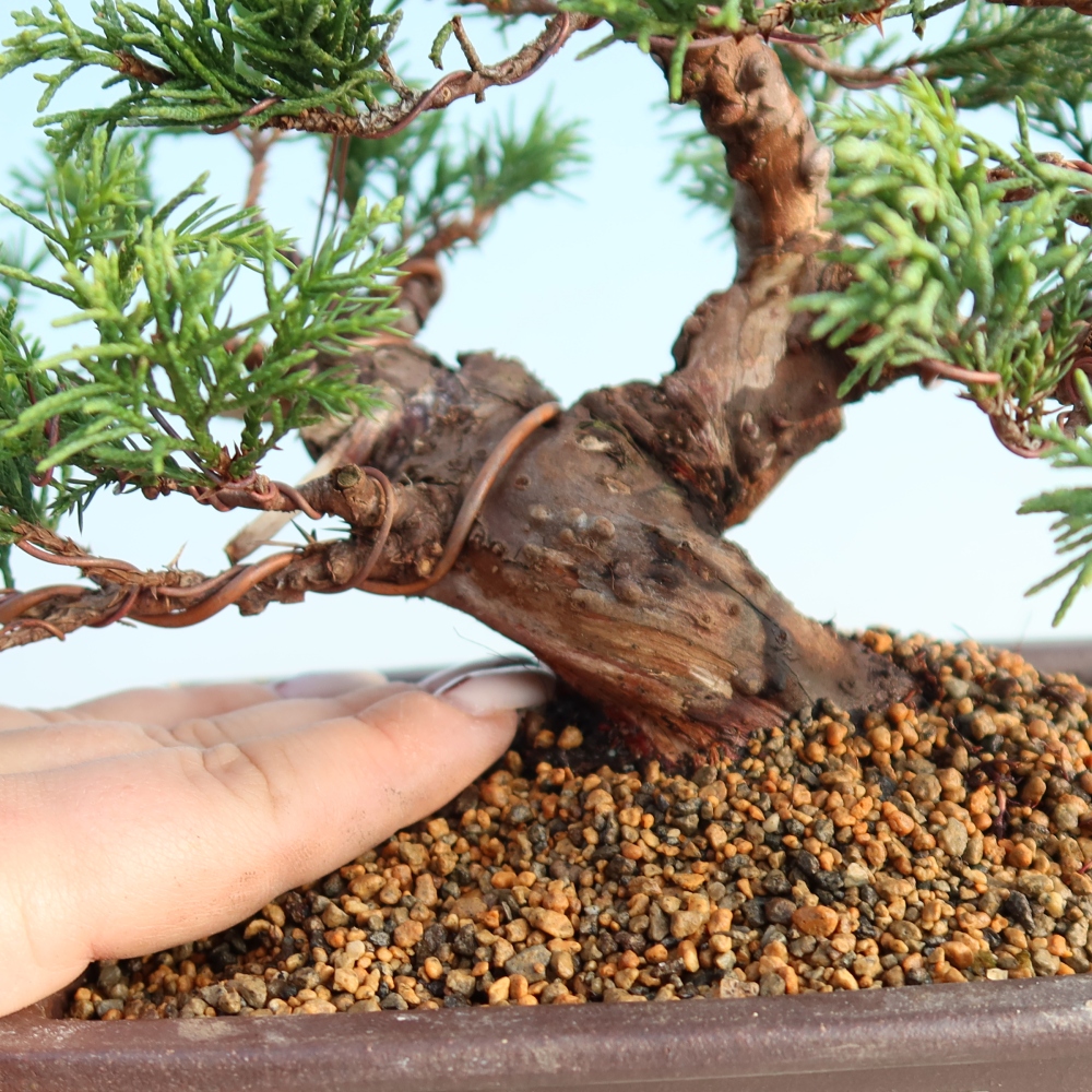 Bonsai da esterno - Juniperus chinensis Itoigawa