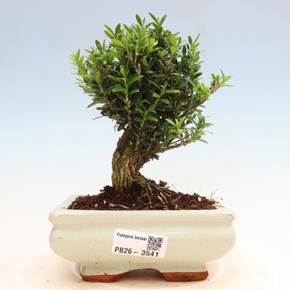 Camera bonsai - Buxus harlandii - buxus da sughero