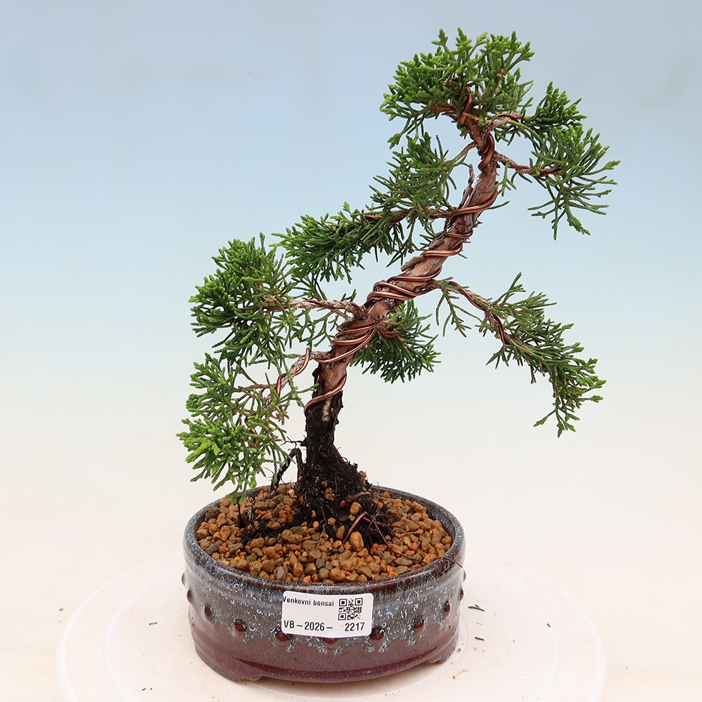 Bonsai da esterno - Juniperus chinensis Kishu