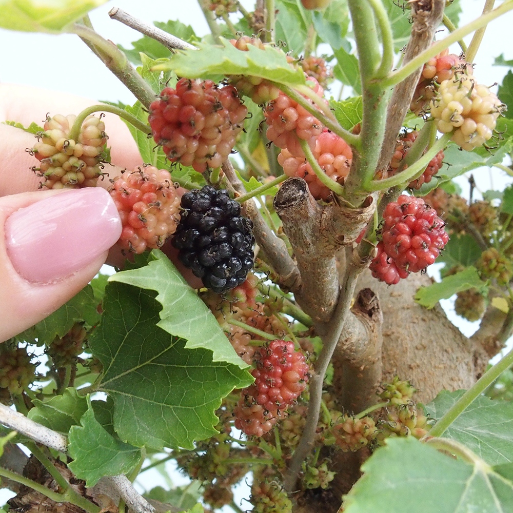 Bonsai da esterno -Morus alba - gelso