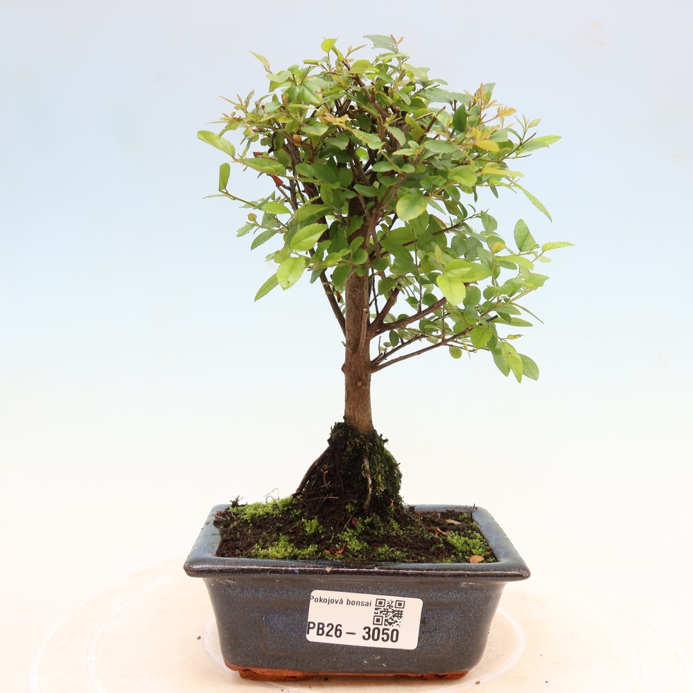 Camera bonsai - Sageretia thea - Sageretia thea