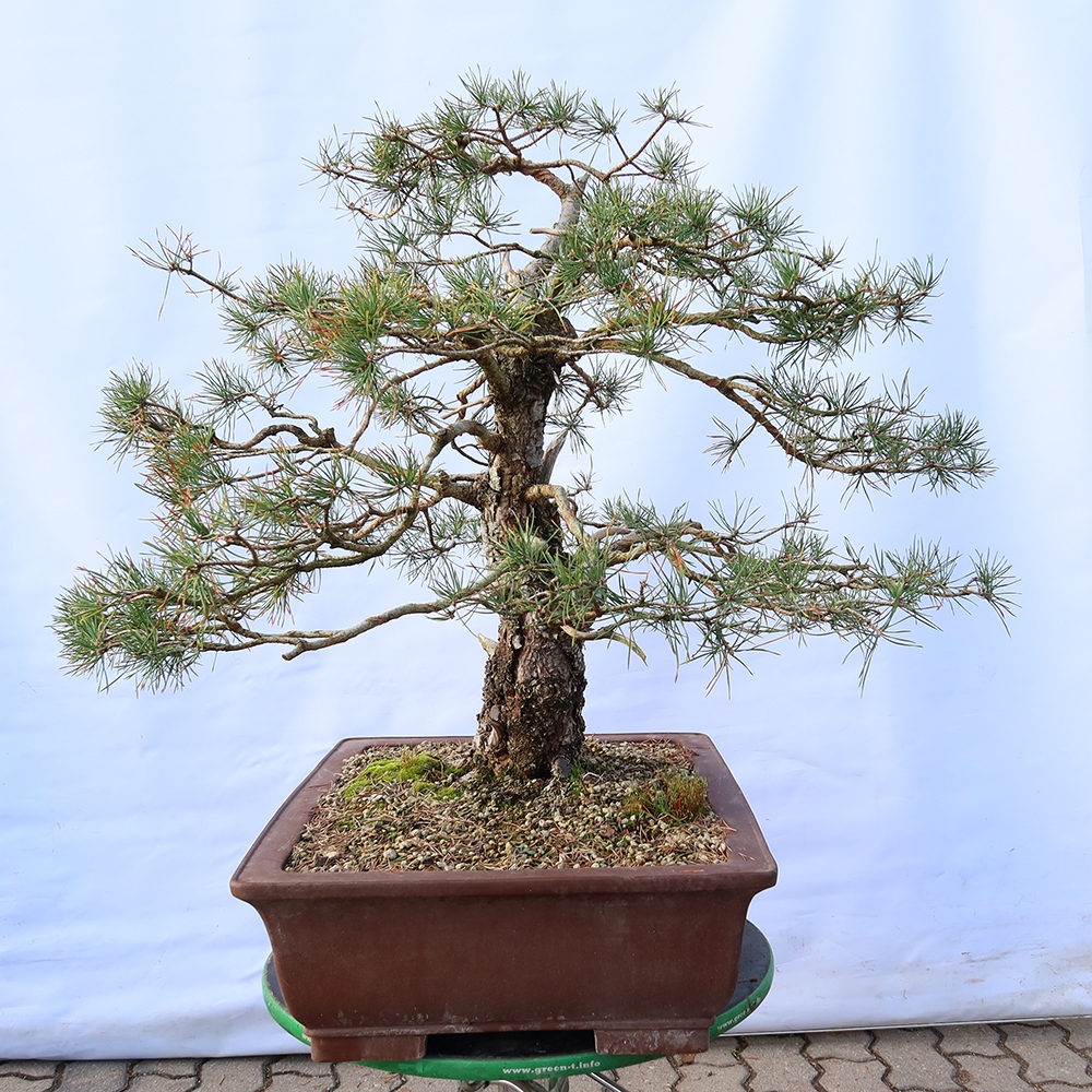Pinus sylvestris Spagna - pino silvestre