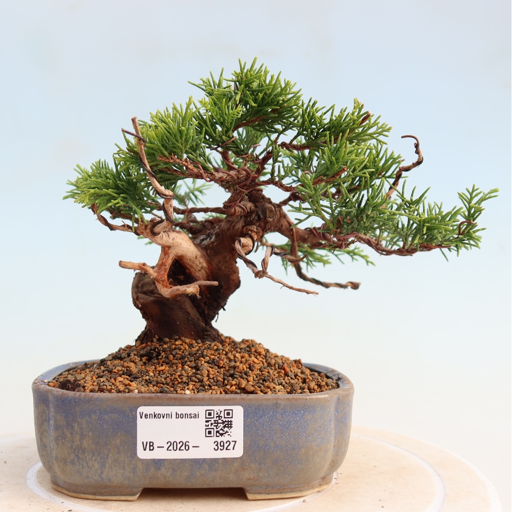 Bonsai da esterno - Juniperus chinensis Itoigawa