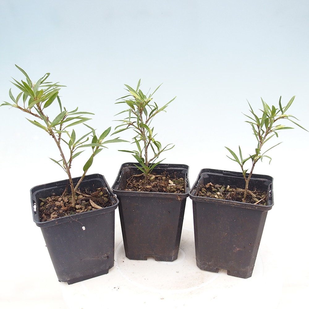 Camera bonsai - Ficus nerifolia - ficus a foglie piccole in contenitore