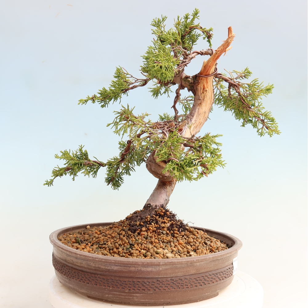 Bonsai da esterno - Juniperus chinensis Itoigawa-Juniperus chinensis