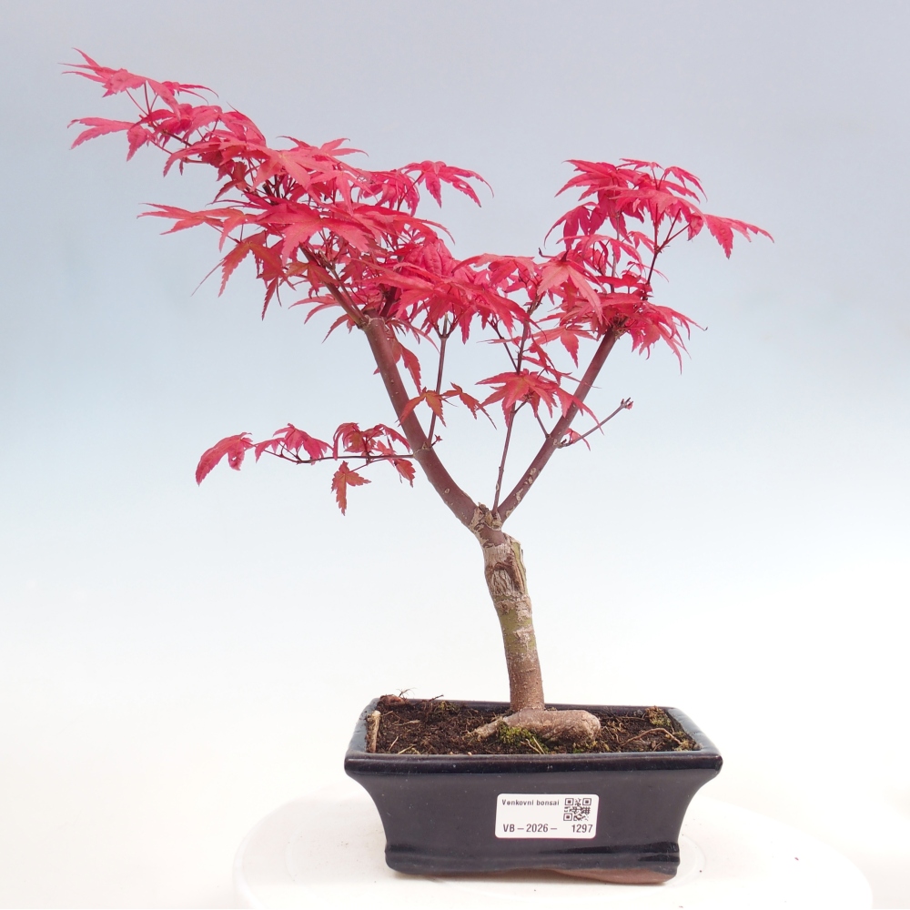 Bonsai da esterno - Acer palmatum DESHOJO