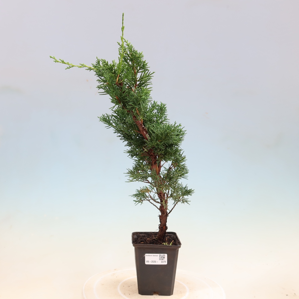 Bonsai da esterno - Juniperus chinensis Kishu