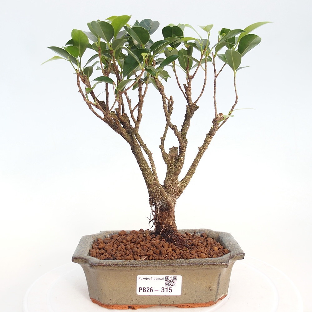 Camera bonsai - Ficus retusa - ficus a foglie piccole
