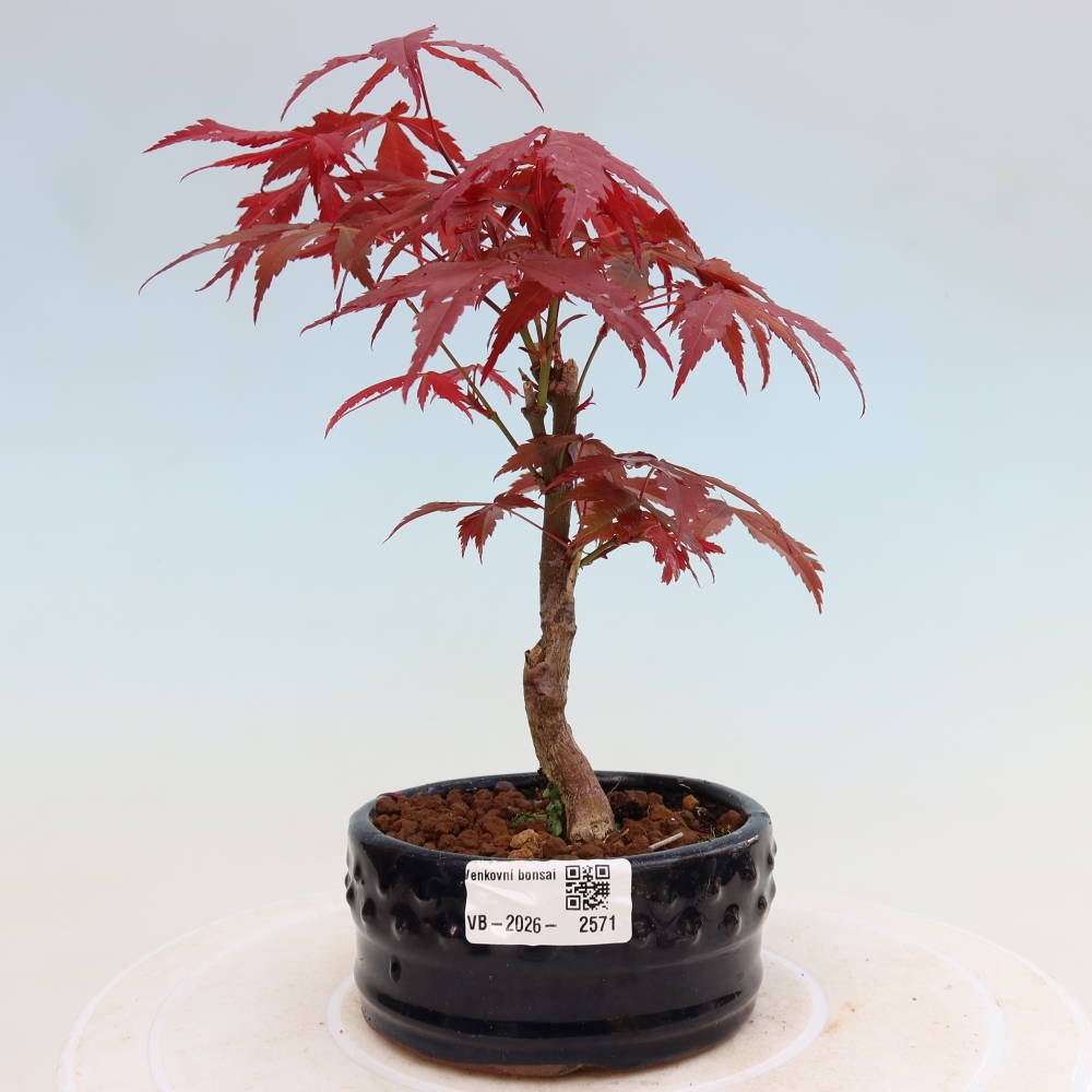 Bonsai da esterno - Palma Acer. Atropurpureum-Javor palmate
