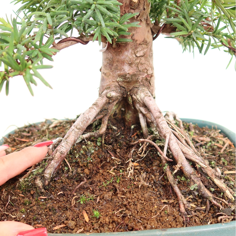 Bonsai da esterno - Taxus cuspidata - Tasso giapponese
