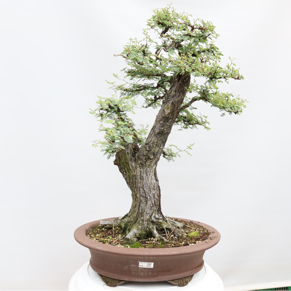 Camera bonsai - Acacias Arabica