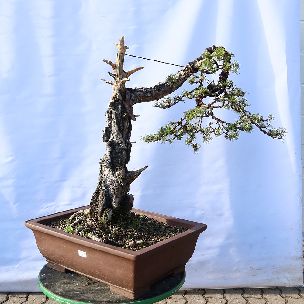 Pinus sylvestris Spagna - pino silvestre