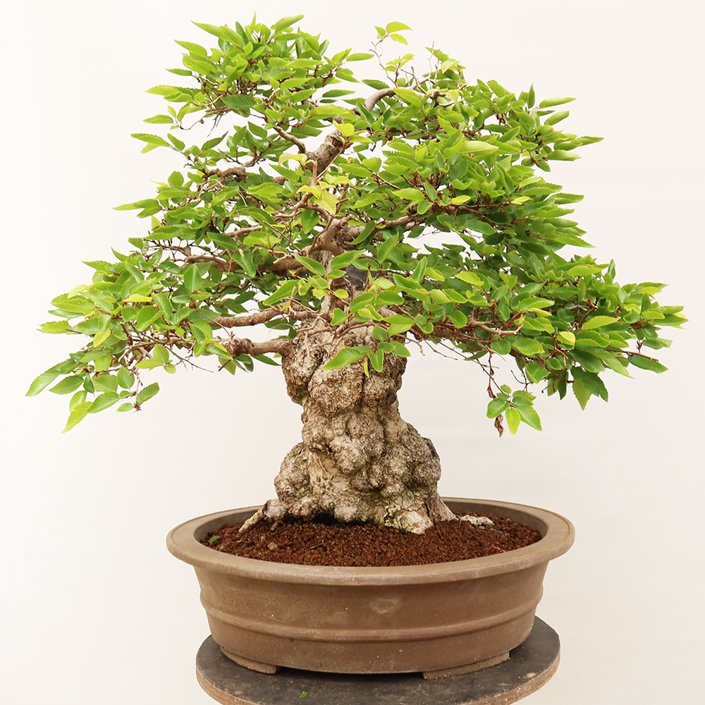Bonsai da esterno -Carpinus Coreana - Carpino coreano