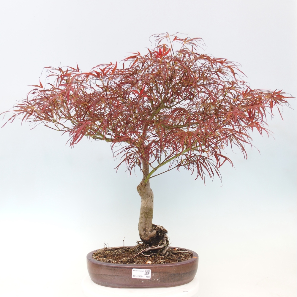 Bonsai da esterno - Acer palmatum RED PYGMY