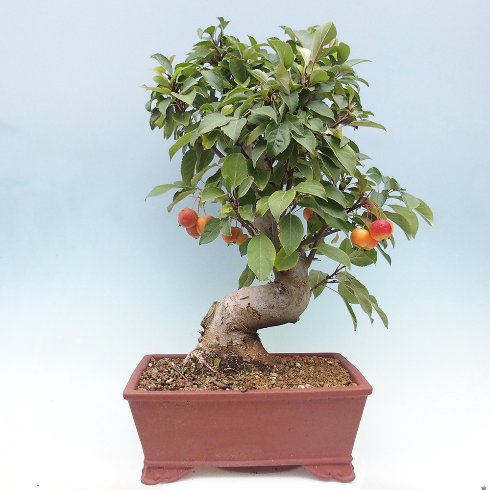 Bonsai da esterno -Malus halliana - Melo a frutto piccolo