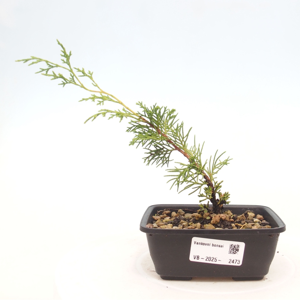 Bonsai da esterno - Juniperus chinensis Itoigawa