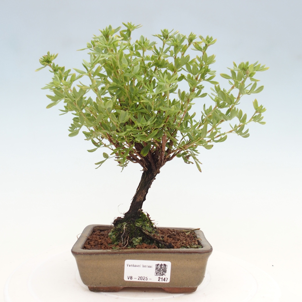 Bonsai da esterno - Potentila fruticosa yellow Bird