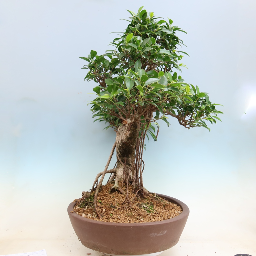 Camera bonsai - Ficus kimmen - ficus a foglie piccole
