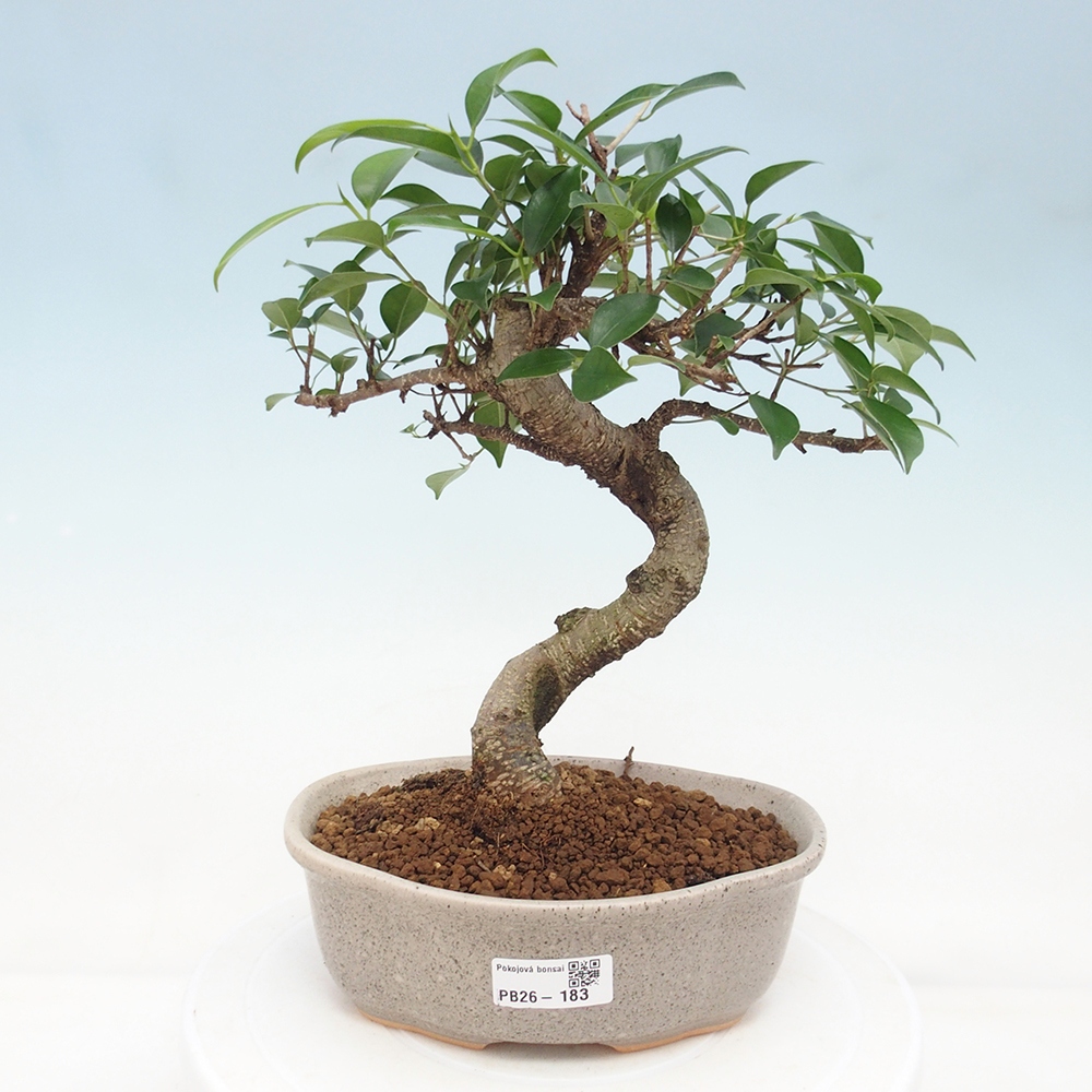 Camera bonsai - Ficus retusa - ficus a foglie piccole