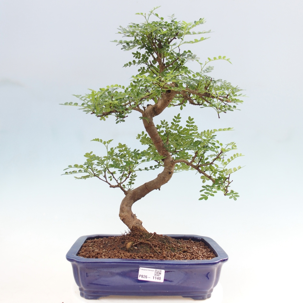 Camera bonsai - Zantoxylum piperitum - albero del pepe
