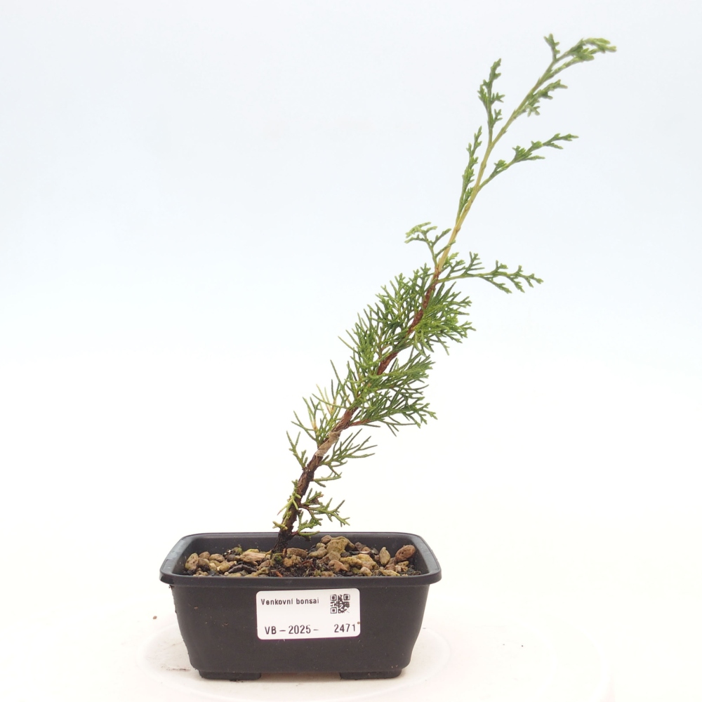 Bonsai da esterno - Juniperus chinensis Itoigawa