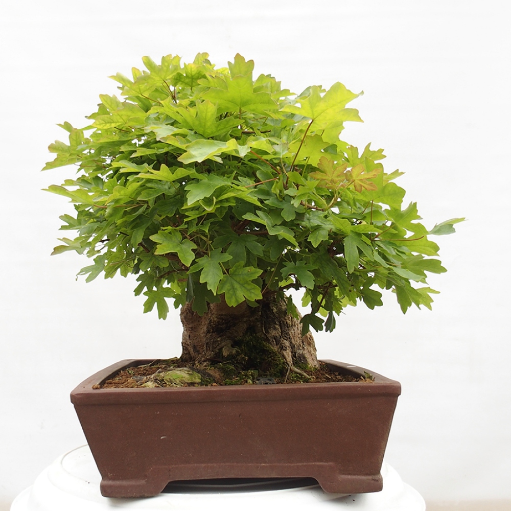 Bonsai da esterno -Javor babyka - Acer campestre